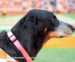 UT Tennessee Vols Smokey Mascot Bluetick Coonhound Photo Volunteers 1180 8x10+ - £19.76 GBP+