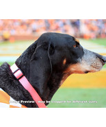 UT Tennessee Vols Smokey Mascot Bluetick Coonhound Photo Volunteers 1180... - £19.74 GBP+
