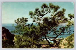 torrey pine san diego ca santa rosa pacific ocean sea tree Vtg Postcard unp - $4.88