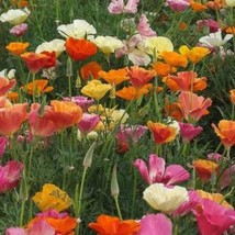 California Poppy Mission Bells Flowers - Seeds - Organic - Non Gmo - Heirloom FR - £6.93 GBP