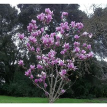 5 Purple Magnolia Seeds Lily Flower Tree Fragrant Tulip Seed - £7.88 GBP