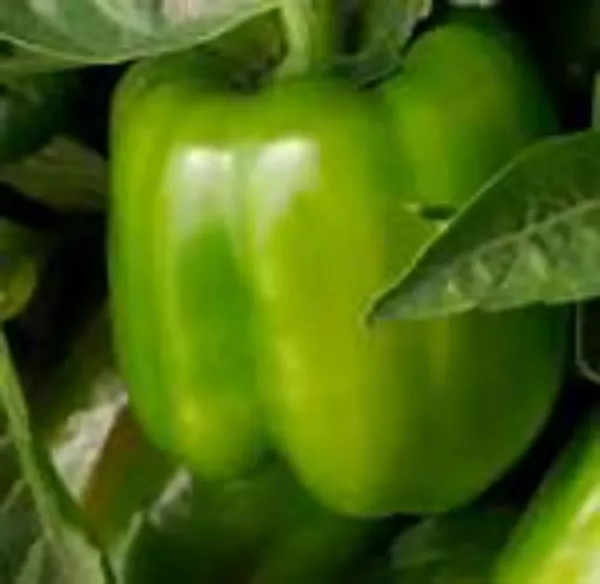USA Seller FreshCalifornia Wonder Green Sweet Bell Pepper 25 Seeds - £10.14 GBP