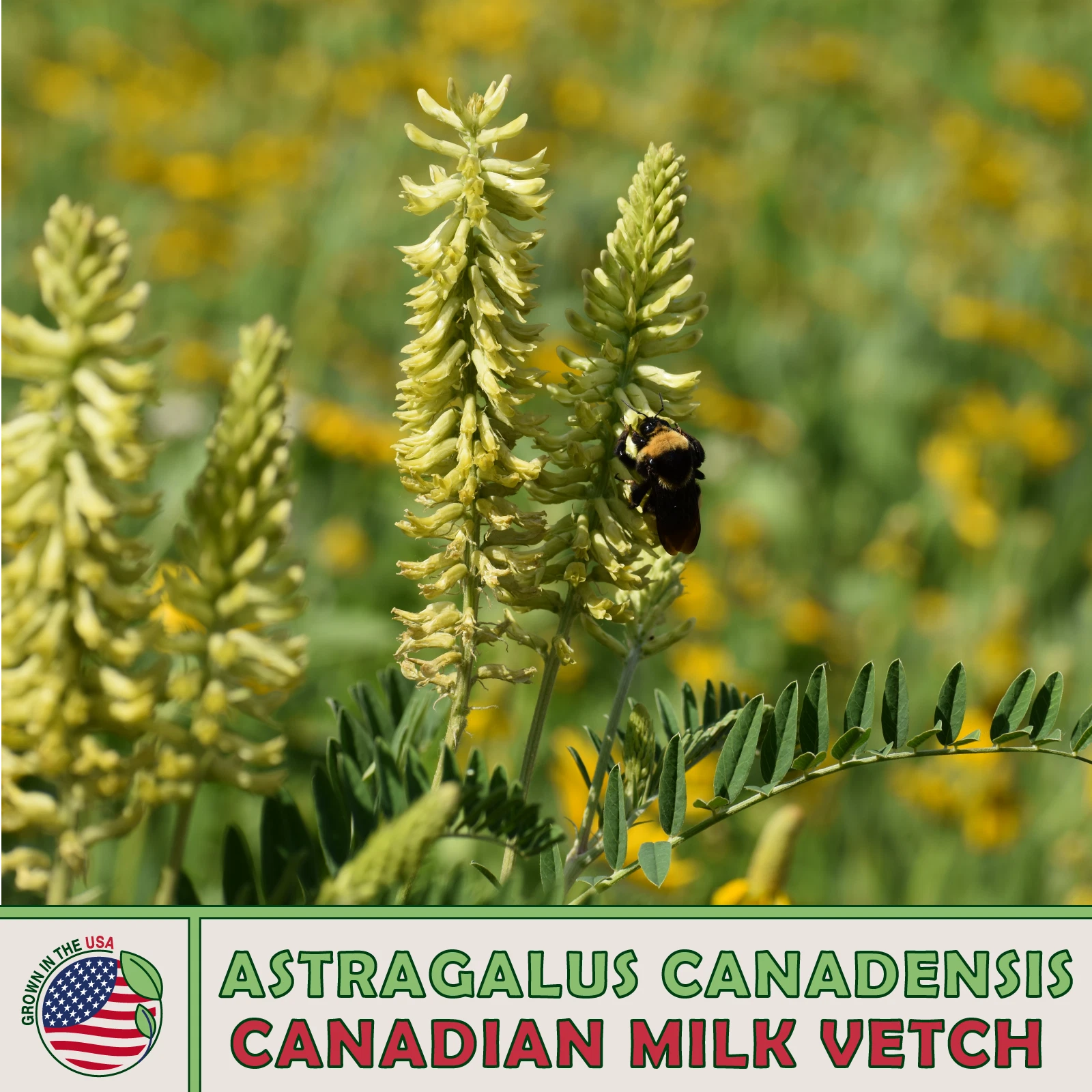 250 Canadian Milk Vetch, Astragalus canadensis, Native Bee &amp; Butterfly A... - $9.67
