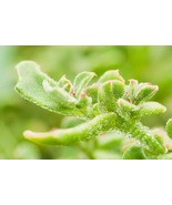 Crystalline Ice Plant Vegetable, 300 Seeds D - £14.45 GBP