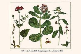 Milk Weed, Stork&#39;s Bill, Hamphire-Purselane, Spider Orchids by Albertus Seba - A - £17.29 GBP+