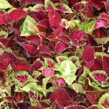 Coleus Seeds Rainbow Mix 300 Thru 1000 Seeds Fresh Seeds USA - $18.57