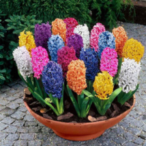 Hyacinth Seeds Mixed Colorful Flowers - 300 Seeds - $10.25