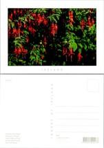 Ireland Greetings Fuchsia Tree Blooming Flowers Plants Vintage Postcard - £7.40 GBP