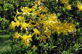 15 Giant Yellow Azalea Seeds-1232 - £3.18 GBP