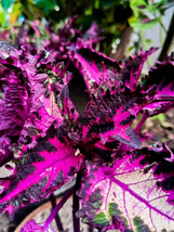 100 Seeds Vibrant Crimson Beauty Huolong Series Coleus Seeds With Black Serrated - $3.88