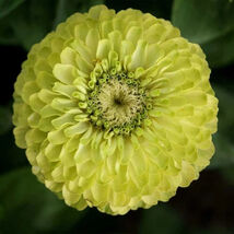 200 Zinnia Envy Elegans Lime Green Flowers  - $83.70 MXN