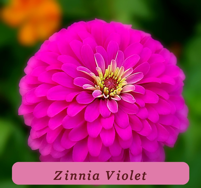 Zinnia Violet Queen High Yield Purple Songbirds Butterflies Hummingbirds - $5.57