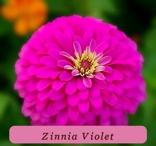 7543 zinnia violet pop thumb200