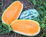 100 Tendersweet Orange Watermelon Seeds Heirloom Non Gmo Fresh Fast Ship... - $8.99