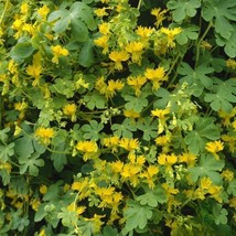 50+ Canary Creeper Nasturtium Seeds | Climbing Heirloom Flowers - $16.50