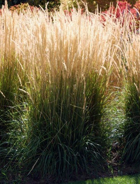 CALAMAGROSTIS &#39;KARL FOERSTER&#39; - FEATHER REED GRASS -STARTER PLANT - €18,26 EUR
