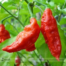 Red Ghost Chili Pepper 50 Seeds Pack Bhut Jolokia Pepper Us Seller - £10.80 GBP