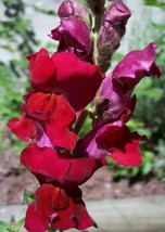 Tall Dark Red Snapdragon, 500 Seeds D - £11.28 GBP