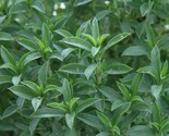 Summer Savory Seeds 500 Annual Common Herb Garden Culinary Fast Shipping - £7.22 GBP