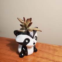 Mini Panda Planter with Panda Plant Succulent, Animal Plant Pot with Kalanchoe image 3