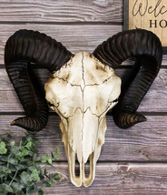 Large Bighorn Ram Skull Wall Decor 11&quot; Wide Taxidermy Hanging Sculpture ... - £38.33 GBP