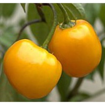 USA Seller Rocoto Hot Peppers Yellow Seeds Fast Shipping - $12.80