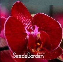 100 pcs Phalaenopsis Orchid Seeds Dark Red Flowers with Pink Red Tongue Butterfl - £5.98 GBP