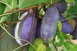 Akebia Quinata Rooted Starter plant  - $47.70