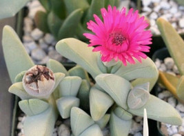 Cheiridopsis speciosa rare african mesembs stone ice plant rock seed 20 SEEDS - £7.18 GBP