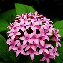 Lanceolata Flower, 100 Seeds - $12.19