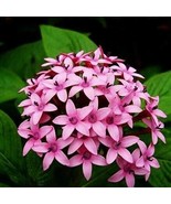 Lanceolata Flower, 100 Seeds - $12.19