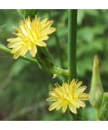 SGHOST 50 Canada Lettuce Wild Lettuce Seeds Lactuca Canadensis Medicinal... - $8.62