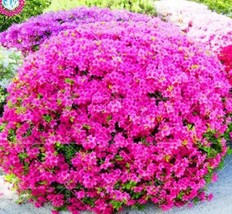 Azalea Rhododendron Purple - $8.49