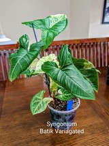 Item image 1 image 1