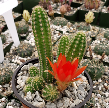 Cacti Echinopsis chamaecereus Peanut cactus Succulent real live plant - £41.03 GBP