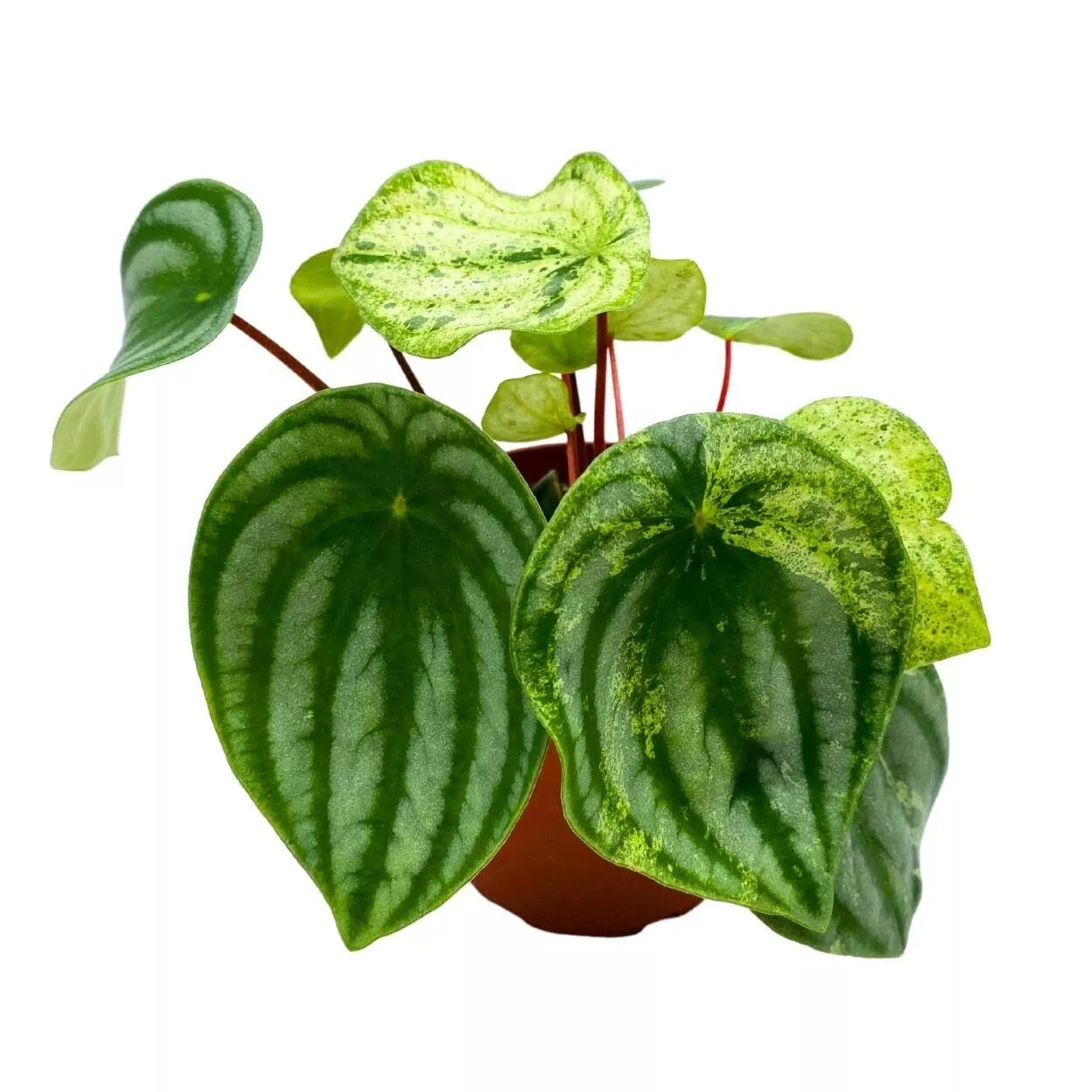 Gold Dust 2 in peperomia Variegated Watermelon pep Sport - £37.89 GBP