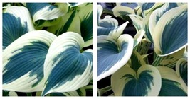 1 Live Potted Plant hosta BLUE IVORY medium thick rich 2.5&quot; pot - £34.37 GBP