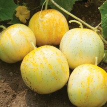 Lemon Cucumber Organic Seeds Fresh Seeds From US - £7.78 GBP