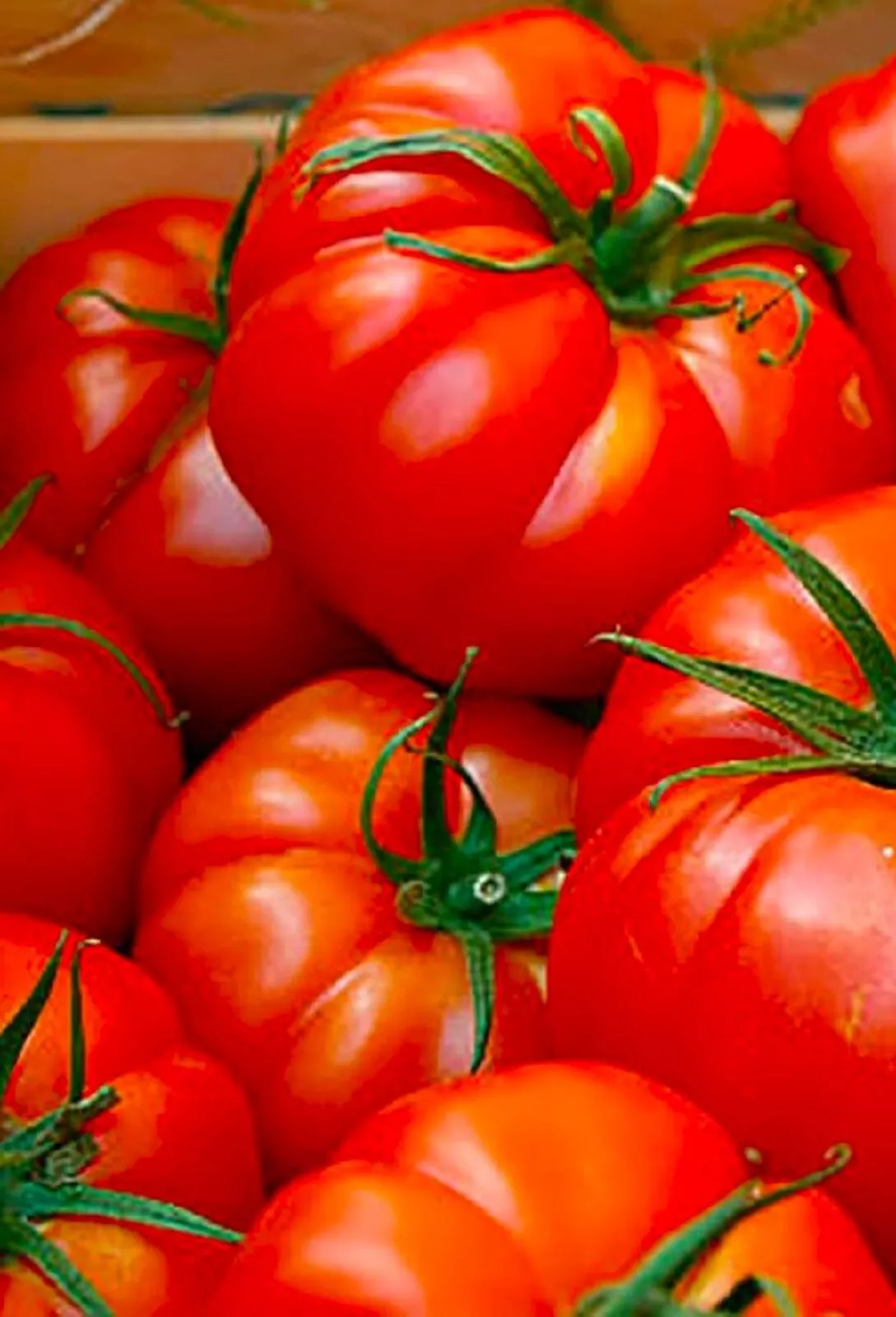 Red Beefsteak Tomato Seeds 50+ SEEDS  NON-GMO  - $3.89