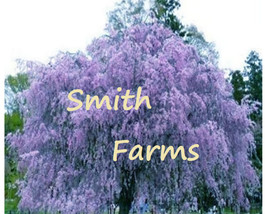 3 Seeds Purple Weeping Willow Tree Flower Giant Full Flowering Garden From US - $10.25