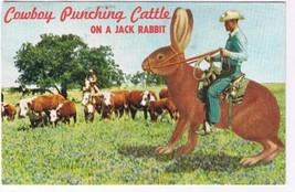 Texas Postcard Cowboy Punching Cattle On Jack Rabbit - £2.28 GBP