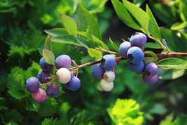 50 Lowbush Blueberry Vaccinium Angustifolium Blue Berry Fruit Dwarf Shru... - £15.62 GBP