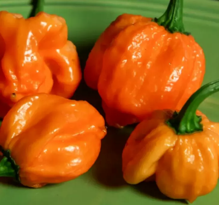 AW 20 Seeds Orange Scotch Bonnet Pepper Caribbean Non Gmo Organic Easy t... - €8,47 EUR