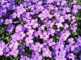 USA Purple Rockcress Rock Cress Aubrieta Deltoidea Flower 500 Seeds - £8.78 GBP
