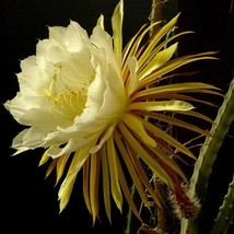 New Queen Of The Night Seeds Night Blooming Cereus Selenicereus Grandiflorus Nig - £8.65 GBP