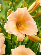 MINI PEARL 3 Daylily root fans image 3