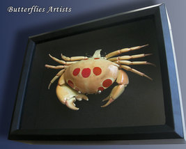 Carpilius Maculatus Real Spotted Reef Crab Taxidermy Museum Quality In Display  - $189.99