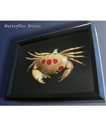 Carpilius Maculatus Real Spotted Reef Crab Taxidermy Museum Quality In D... - $3,609.72 MXN