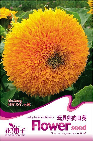 Riginal Pack 15 Seeds Tom S Bear Sunflower Annual Big Flower Seeds #A023... - $7.06
