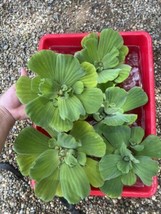 (5) Water Lettuce Floating Pond Plants Koi Algae Shade Bio Filter  Large... - $30.48